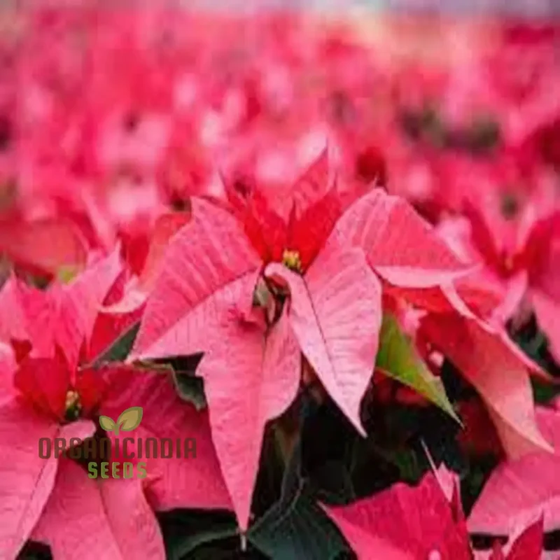 Premium Euphorbia Pulcherrima Flower Seeds for Planting- Grow Your Own Stunning Poinsettia Blooms