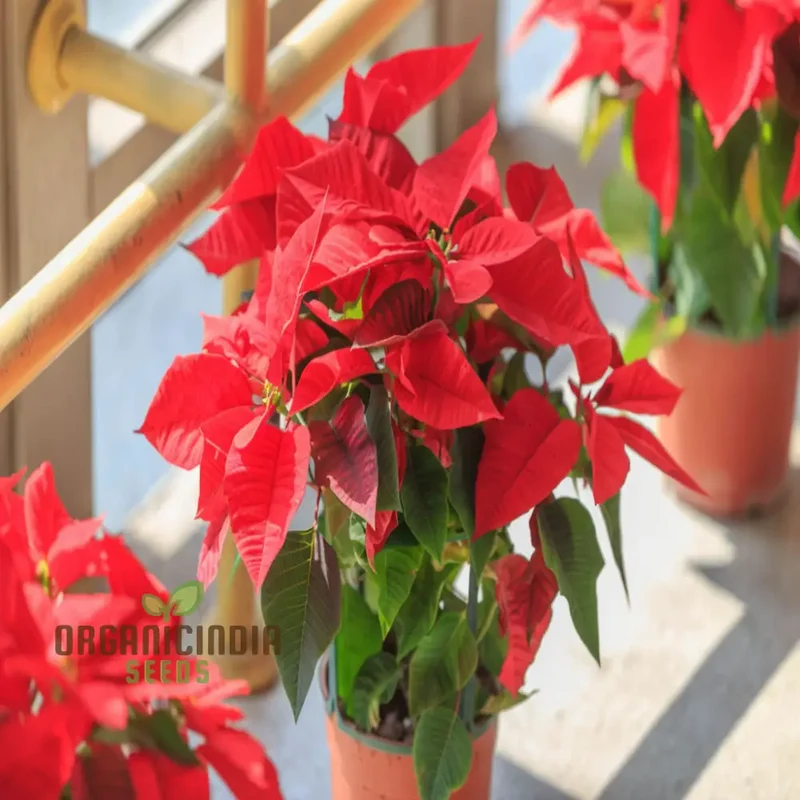 Premium Euphorbia Pulcherrima Flower Seeds for Planting- Grow Your Own Stunning Poinsettia Blooms