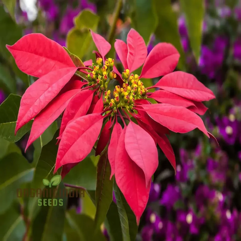 Premium Euphorbia Pulcherrima Flower Seeds for Planting- Grow Your Own Stunning Poinsettia Blooms