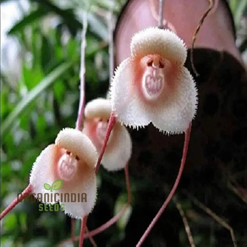 Grow Your Own Exotic Monkey Face Orchid Premium Seeds – Rare Dracula Simia Flowers for Indoor Gardening, Greenhouses, Collectors & Unique Plant Displays