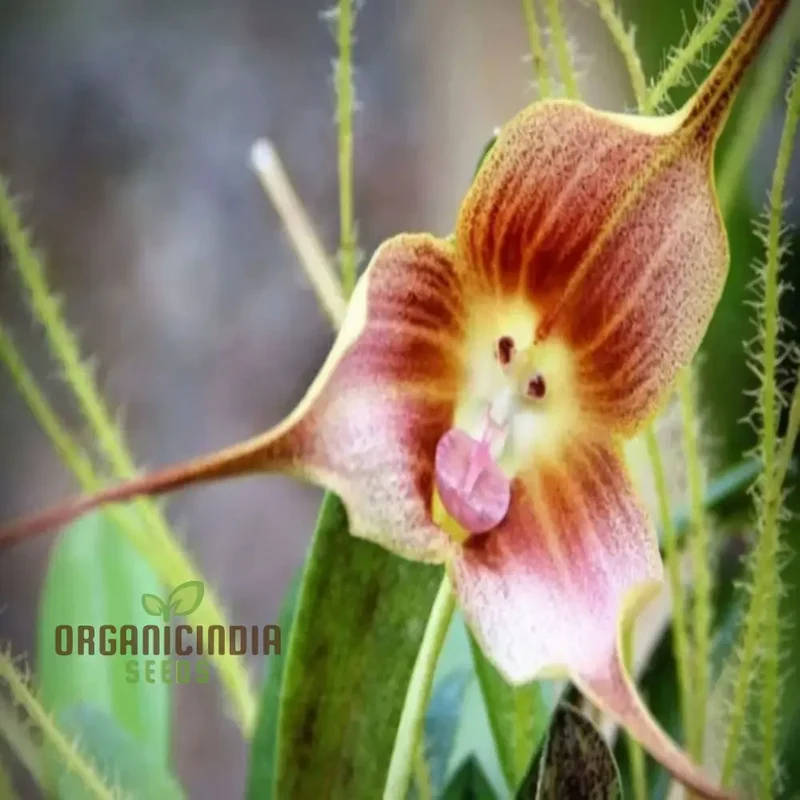 Grow Your Own Exotic Monkey Face Orchid Premium Seeds – Rare Dracula Simia Flowers for Indoor Gardening, Greenhouses, Collectors & Unique Plant Displays