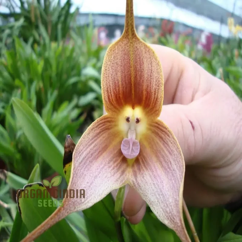 Grow Your Own Exotic Monkey Face Orchid Premium Seeds – Rare Dracula Simia Flowers for Indoor Gardening, Greenhouses, Collectors & Unique Plant Displays