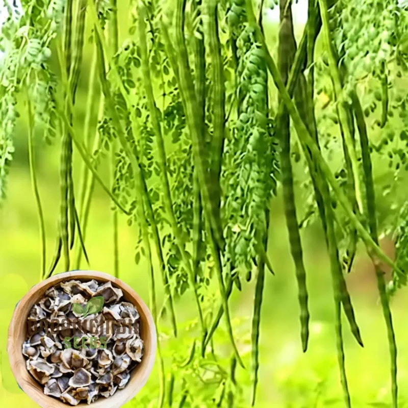 Premium Moringa Vegetable Seeds for Planting,Grow Nutritious and Fast Growing Moringa Trees in Your Home Garden