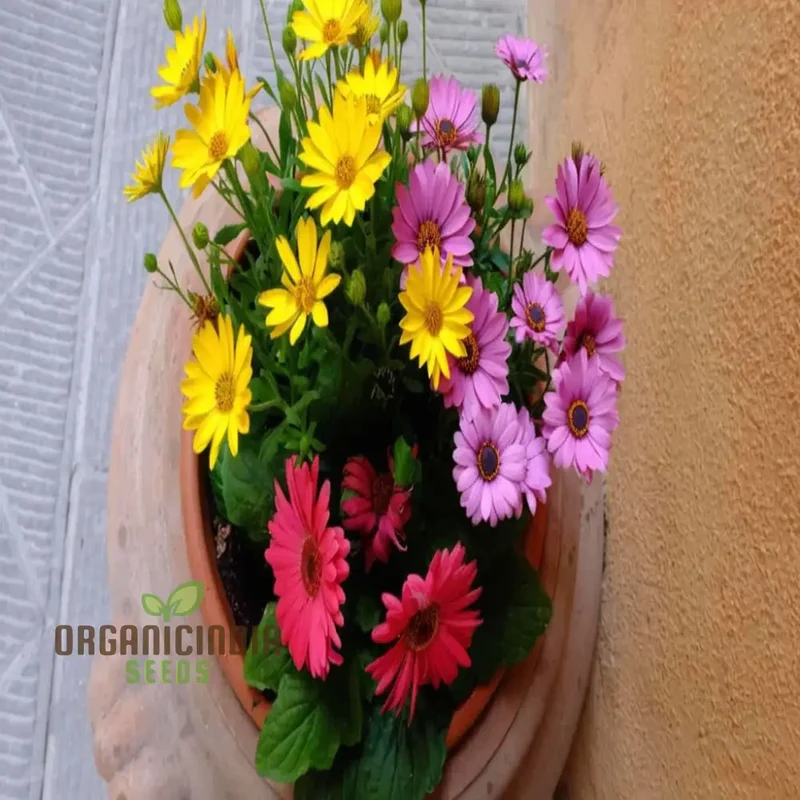 Gerbera Mix Flowering Seeds for Beautiful Blossoms, Ideal for Planting and Gardening Enthusiasts