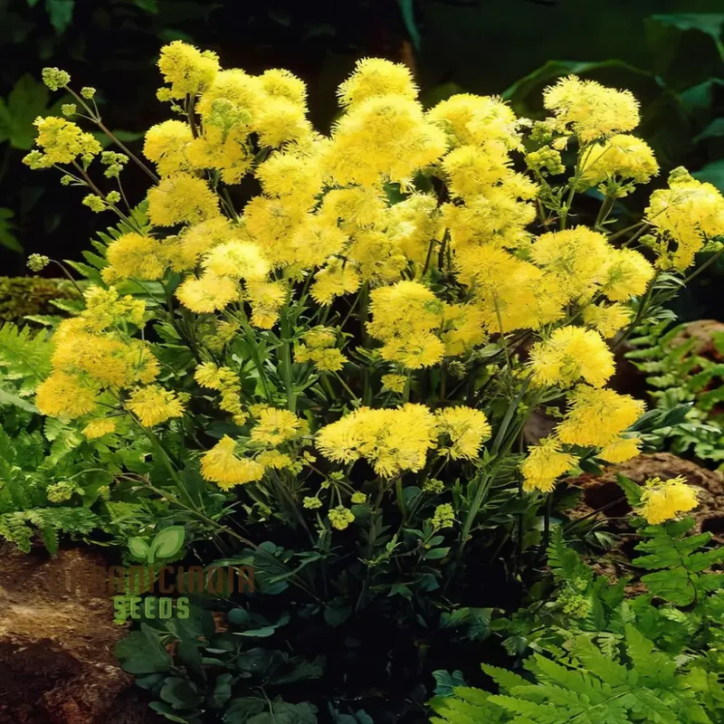 Yellow Meadow Rue Seeds – Vibrant Garden Blooms
