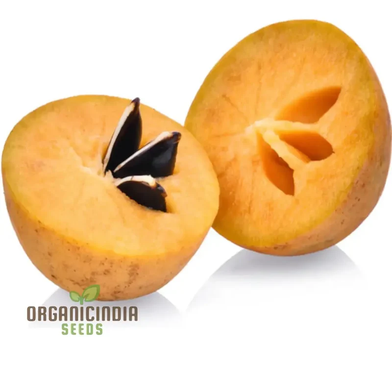 Chiku Fruit Seeds for Gardening Enthusiasts Ideal for Lush, Productive Gardens