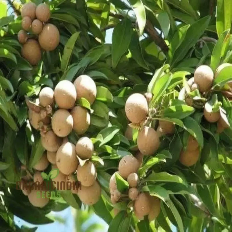 Chiku Fruit Seeds for Gardening Enthusiasts Ideal for Lush, Productive Gardens