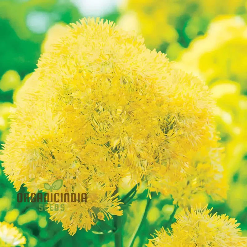 Yellow Meadow Rue Flower Seeds - Elegant Blooms for Airy and Graceful Garden Displays
