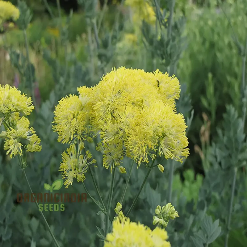 Yellow Meadow Rue Flower Seeds - Elegant Blooms for Airy and Graceful Garden Displays