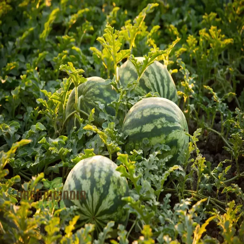 Green Flesh Watermelon Fruit Seeds for Lush and Juicy Harvests - Perfect for Home Gardening Enthusiasts and Professional Growers
