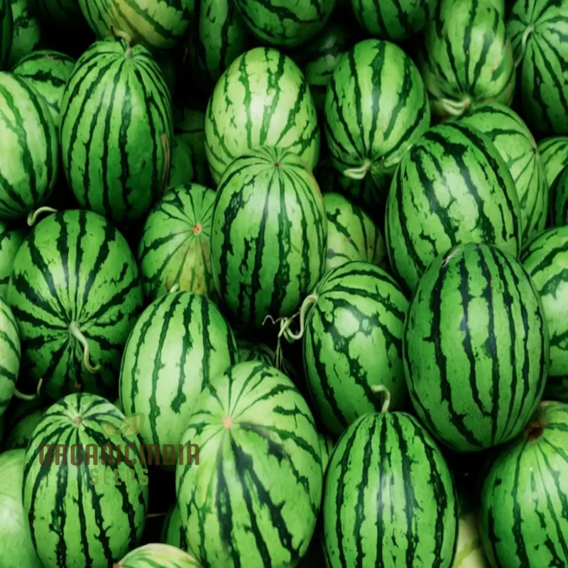 Green Flesh Watermelon Fruit Seeds for Lush and Juicy Harvests - Perfect for Home Gardening Enthusiasts and Professional Growers