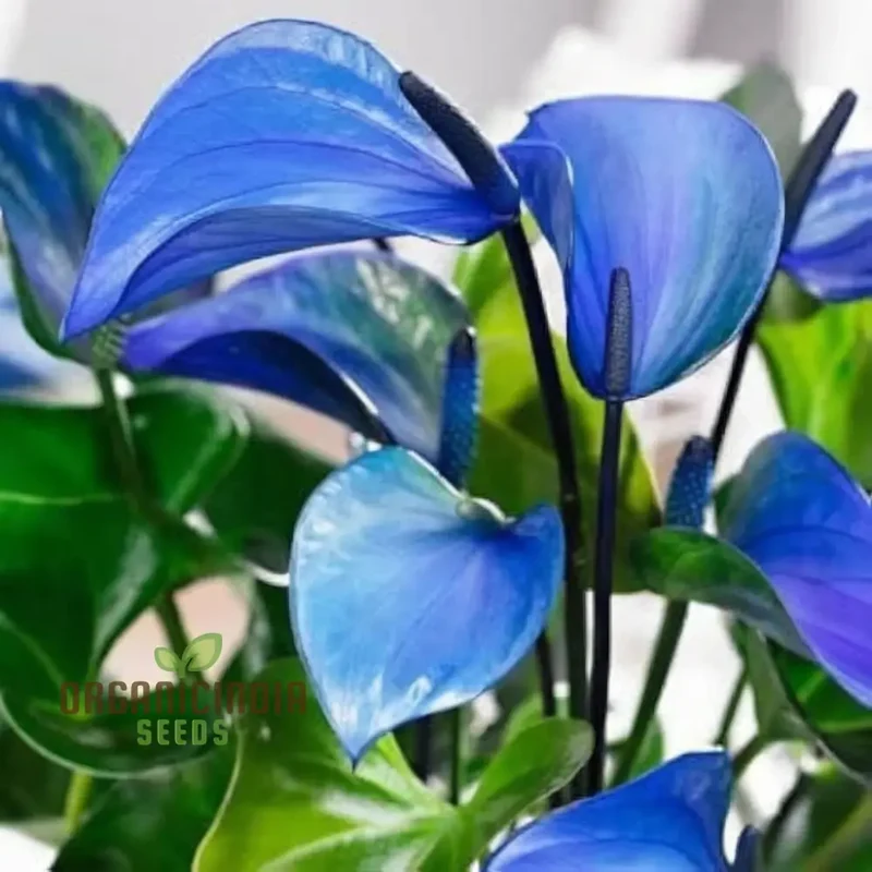 Blue Anthurium Flowers seeds, Grow Your Own Birch Tree Plant, Premium Seeds for Beautiful Indoor Gardens