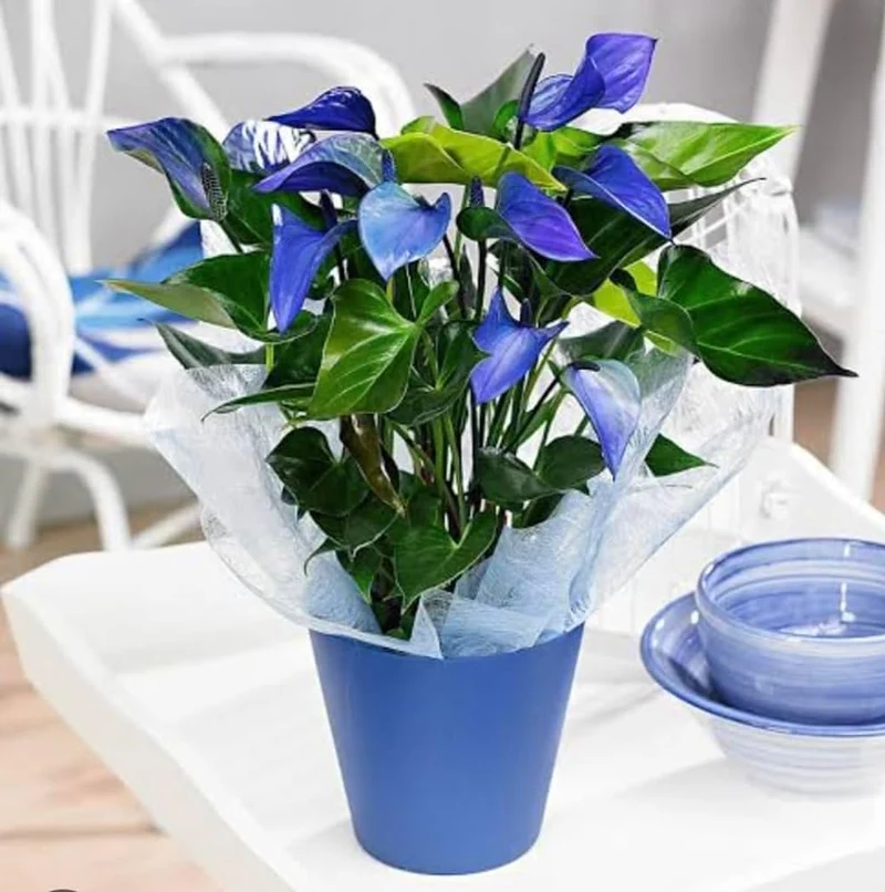 Blue Anthurium Flowers seeds, Grow Your Own Birch Tree Plant, Premium Seeds for Beautiful Indoor Gardens