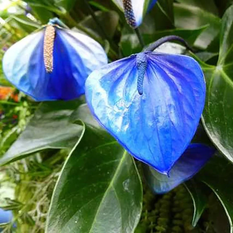 Blue Anthurium Flowers seeds, Grow Your Own Birch Tree Plant, Premium Seeds for Beautiful Indoor Gardens