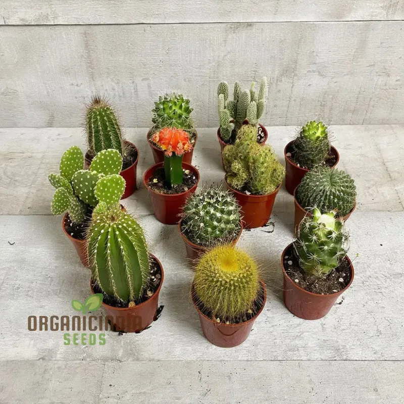 Cactus Rebutia Mix Planting Seeds, Your Key to a Thriving and Vibrant Garden Experience!