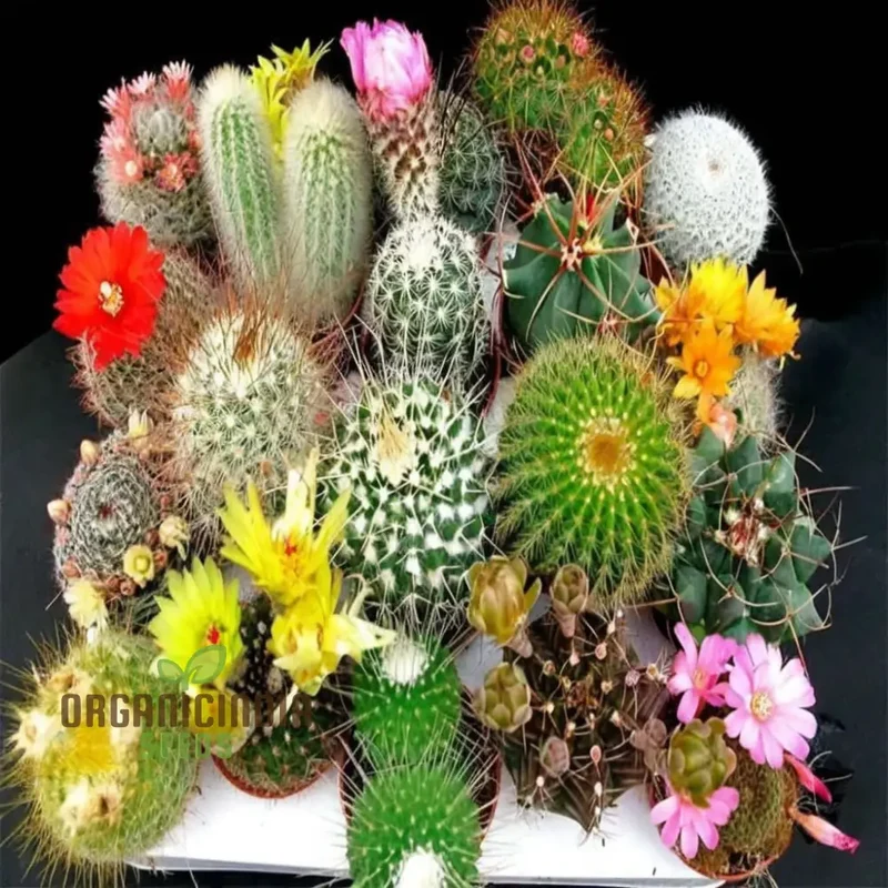 Cactus Rebutia Mix Planting Seeds, Your Key to a Thriving and Vibrant Garden Experience!