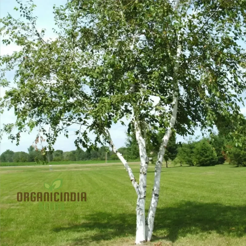 Birch Tree Plants seeds Hardy, Fast-Growing, Perfect for Landscaping and Shade