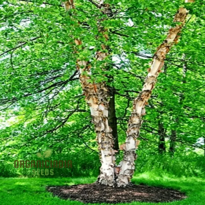 Birch Tree Plants seeds Hardy, Fast-Growing, Perfect for Landscaping and Shade