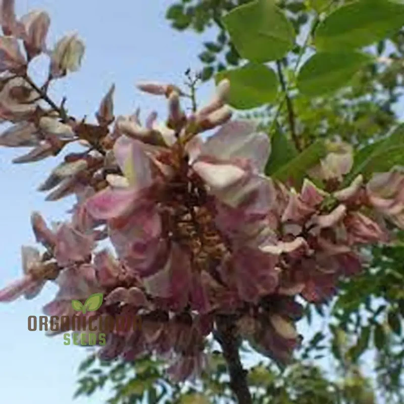 Gliricidia Sepium, Madre De Cacao, and Mixed Anthurium Seeds for Planting - Exceptional Quality for Lush Gardens
