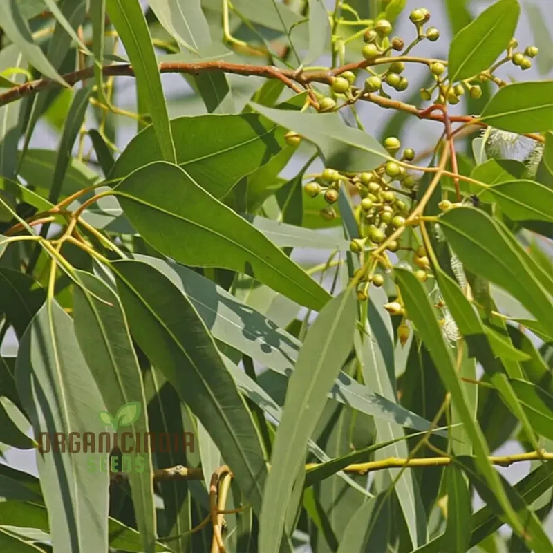 Eucalyptus Citriodora Tree Flower Seeds - Buy Premium Flower Seeds for Planting and Gardening Online Now