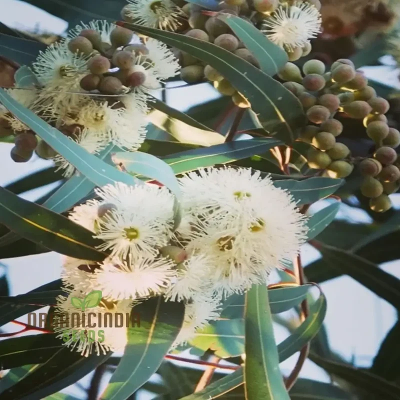 Eucalyptus Citriodora Tree Flower Seeds - Buy Premium Flower Seeds for Planting and Gardening Online Now