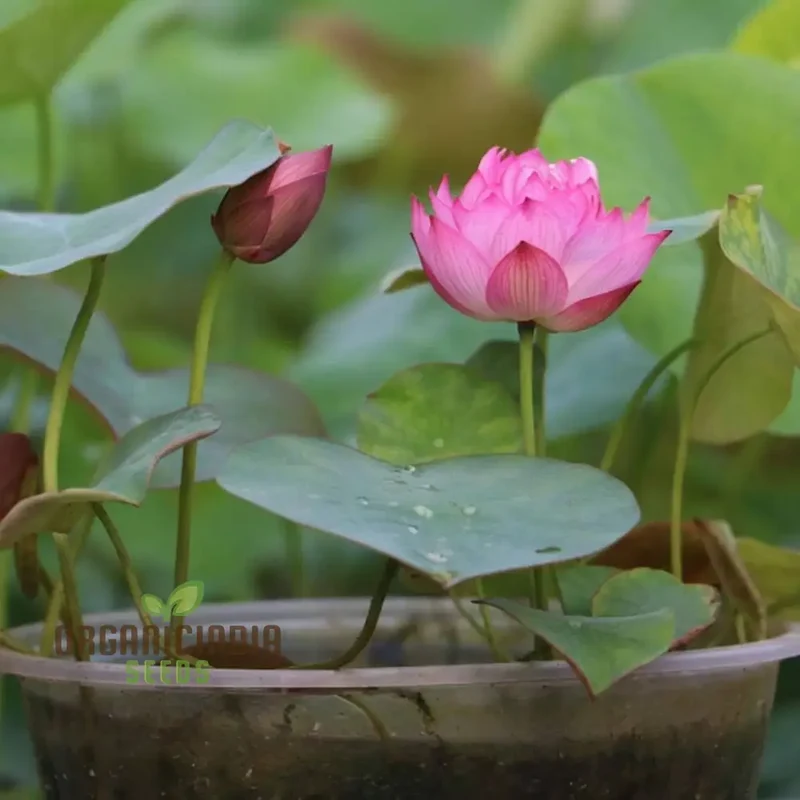 Pink Lotus Flower Seeds Perfect for Gardening Enthusiasts Seeking Exotic Blooms