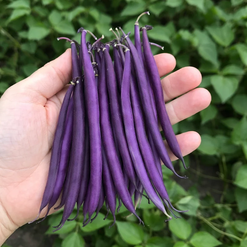 Haricot nain ‘Celine Pourpre’ bio ( Phaseolus vulgaris )