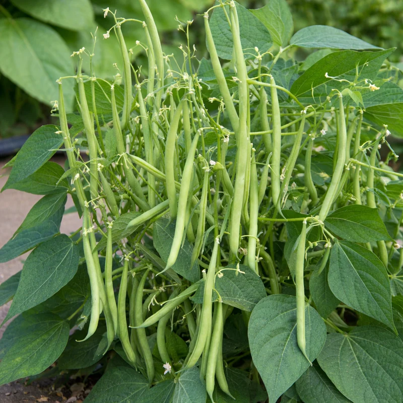 Haricot nain ‘Mascotte vert’ ( Phaseolus vulgaris )