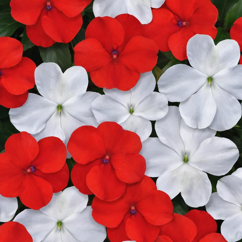Impatiens Beacon ‘Red and white’ ( Impatiens walleriana )