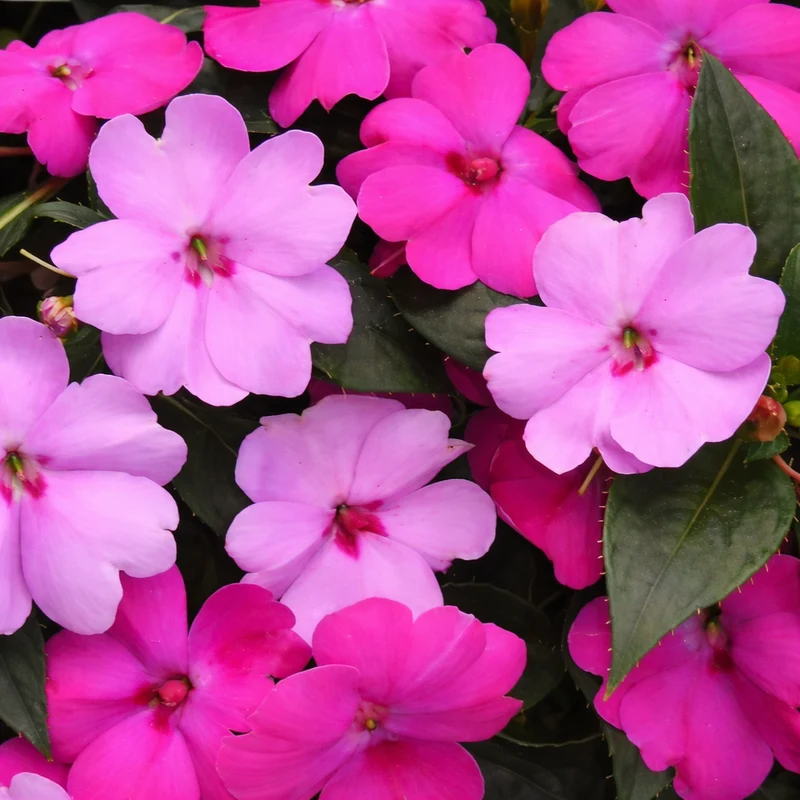 Impatiens ‘Brillant Gems’ ( Impatiens × hybrida )