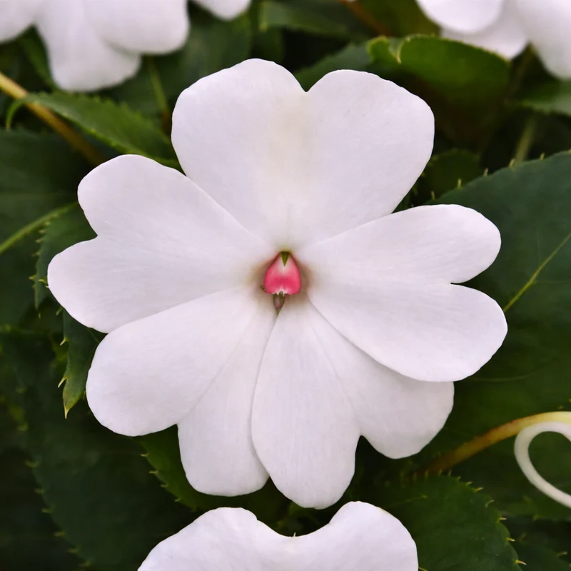 Impatiens ‘Whitepearl’ ( Impatiens × hybrida )