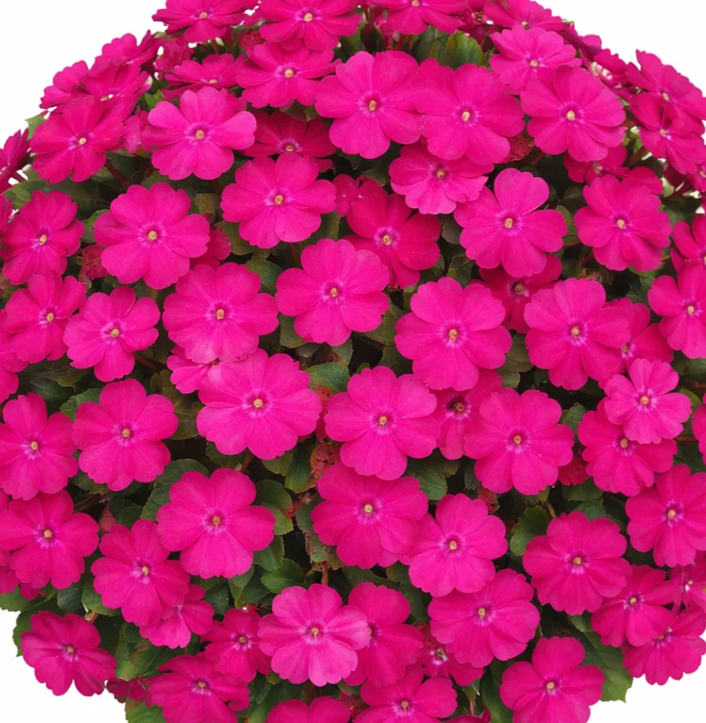 Impatiens ‘Magenta Bliss’ ( Impatiens × hybrida )