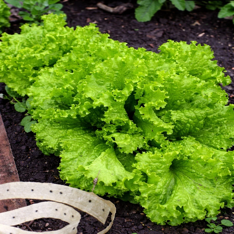 Laitue frisée verte sur ruban ( Lactuca sativa )