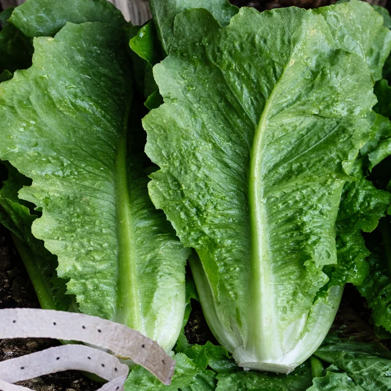 Laitue romaine sur ruban ( Lactuca sativa )