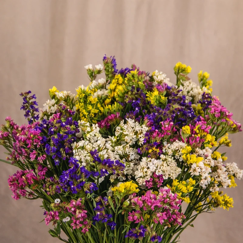 Limonium ‘Sinuatum Hipster’ ( Limonium sinuatum )