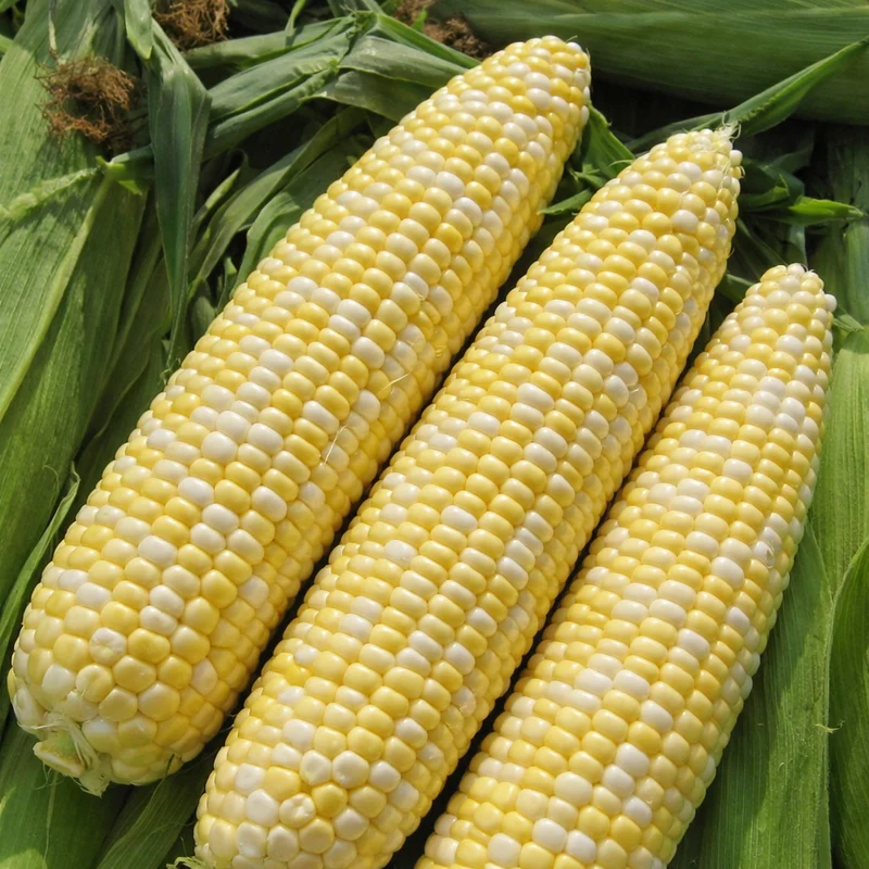Maïs ‘Allure Bicolore’ bio ( Zea mays )