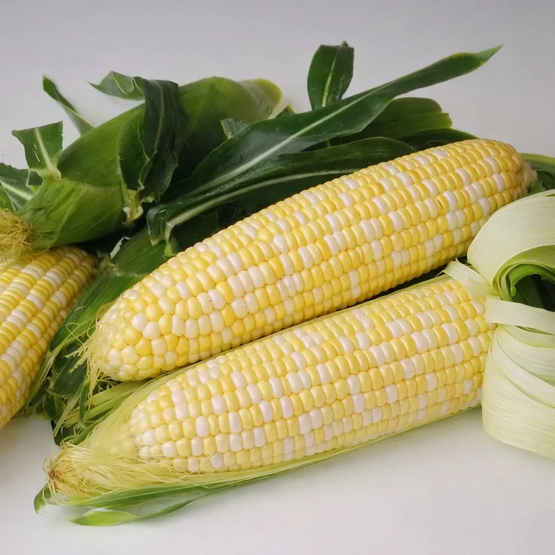 Maïs ‘Sweetness bicolore’ ( Zea mays )
