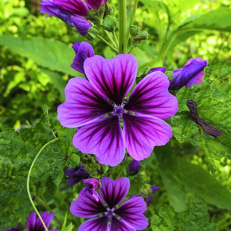 Mauve ‘Braveheart’ ( Malva sylvestris )