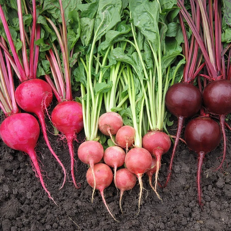 Mélange de betterave bio ( Beta vulgaris )