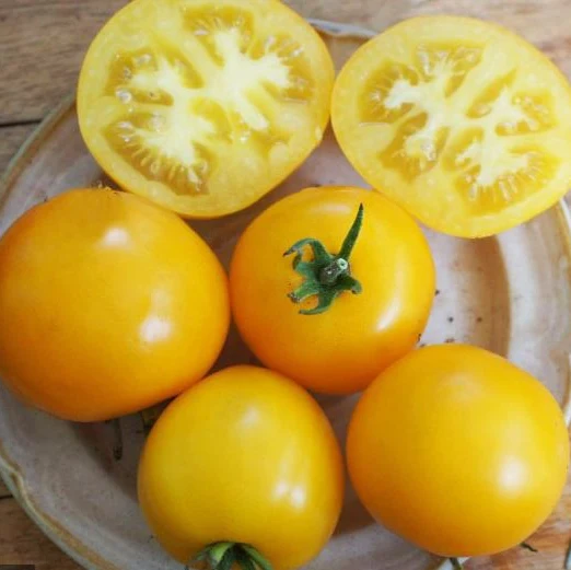 Tomate 'Morden Yellow' bio
