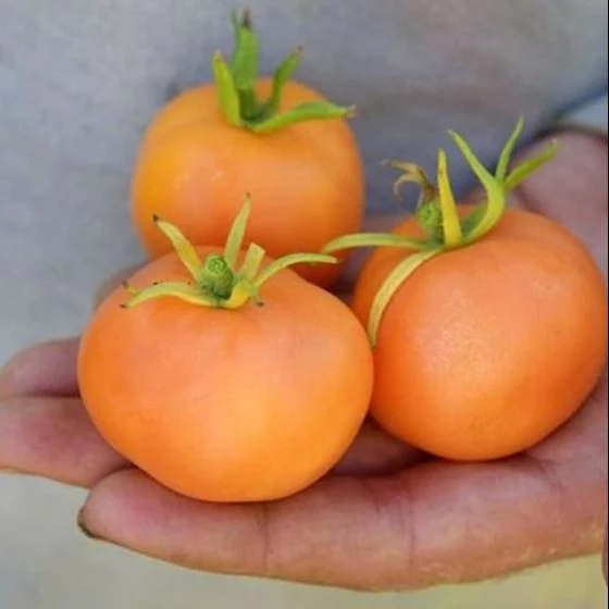 Tomate 'Orange Peach' bio