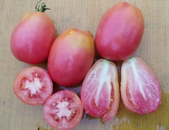 Tomate 'Peach Pear' bio