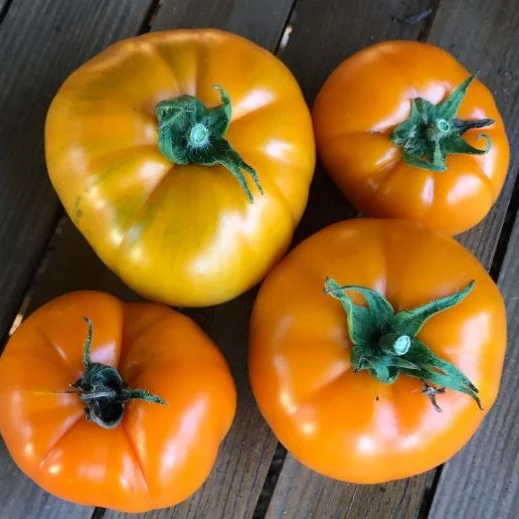 Tomate 'Persimmon' bio