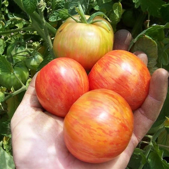 Tomate 'Red Boar' bio
