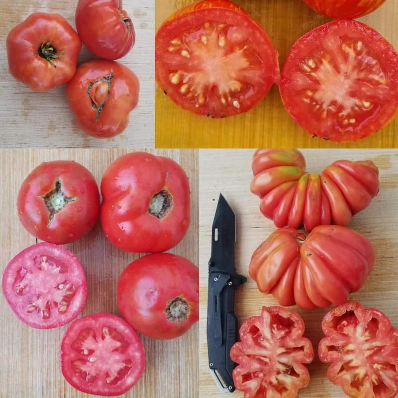 Tomate 'Red Mix' bio