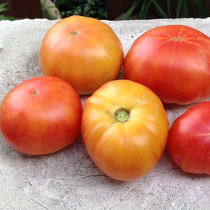 Tomate naine ‘Russian Swirl’, semences biologiques ( Solanum lycopersicum )