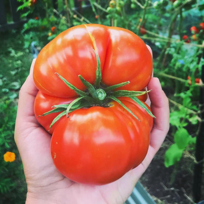 Tomate ‘Rutgers’, semences biologiques ( Solanum lycopersicum )