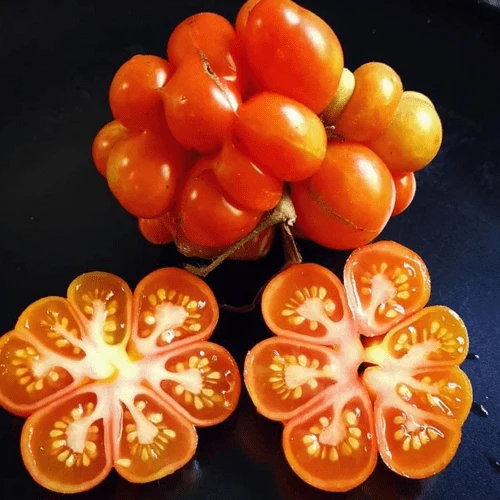 Tomate ‘Sachan’, semences biologiques ( Solanum lycopersicum )