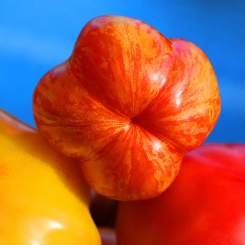 Tomate 'Solar Flare' bio