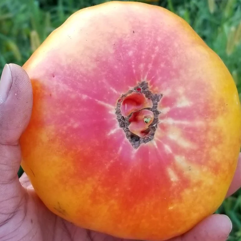 Tomate ‘Striped German’, semences biologiques ( Solanum lycopersicum )